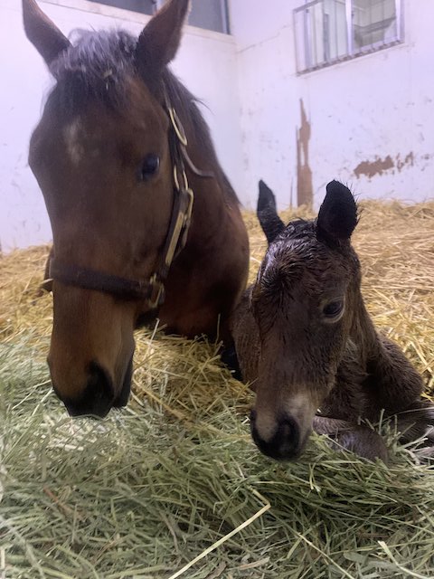 ダイワスカーレット ウオッカ スカーレットテイル タニノギムレット 競走馬 子馬 白井牧場