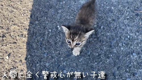 保護猫