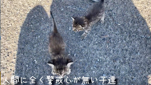スマホより小さい子猫を保護