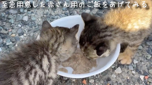 スマホより小さい子猫を保護