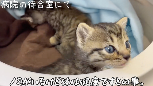 スマホより小さい子猫を保護