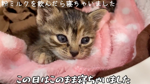 スマホより小さい子猫を保護