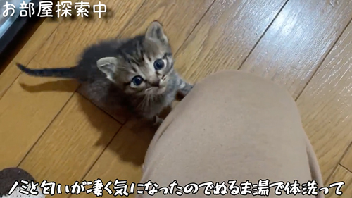 スマホより小さい子猫を保護