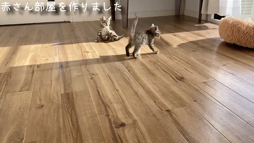 スマホより小さい子猫を保護