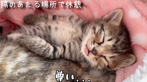 スマホより小さい子猫を保護