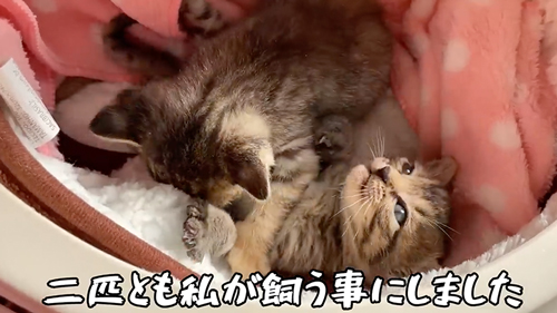 スマホより小さい子猫を保護