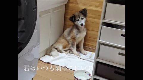 いつも隅っこにいてテロップ