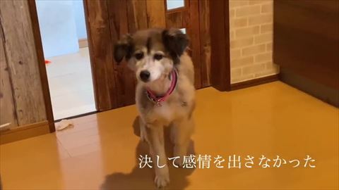 決して感情をださなかったテロップ