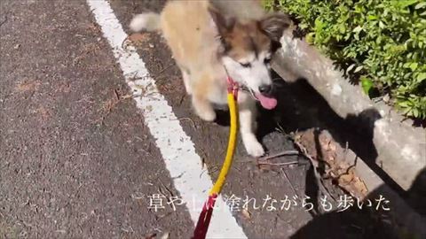草や土に塗れてもテロップ
