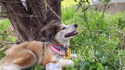 風の匂いをかぐテロップ