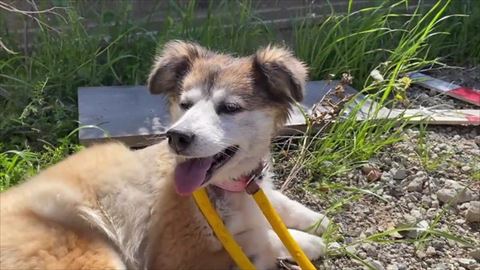 前足そろえて笑顔のワンコ