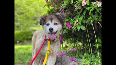 お花と笑顔のワンコ