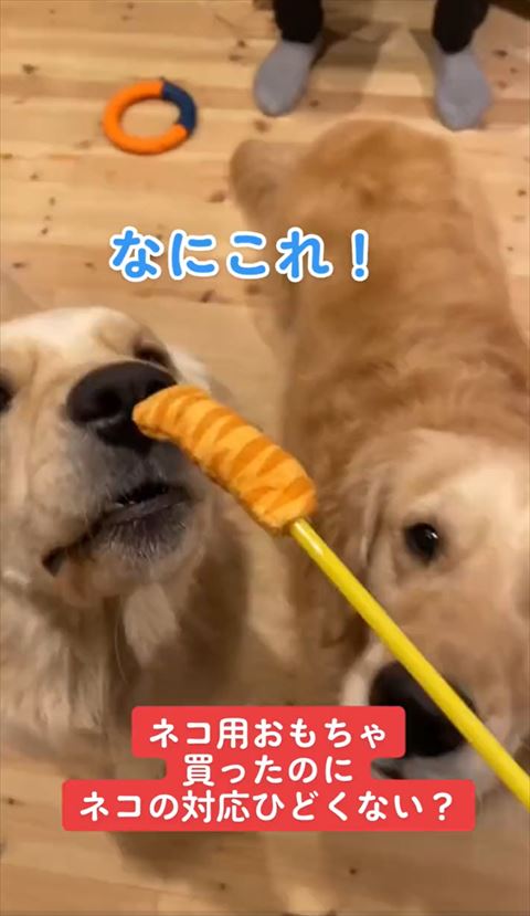 なにこれテロップと犬