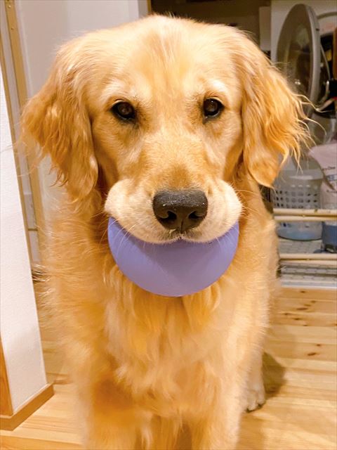 おもちゃくわえてるワンコ