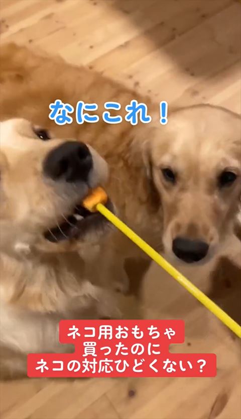 猫じゃらしくわえるワンコ