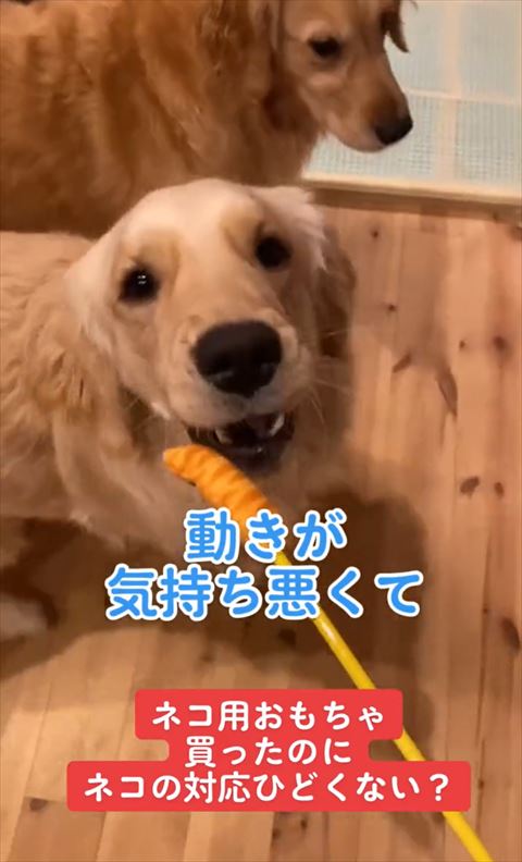 動きが気持ち悪くてテロップ