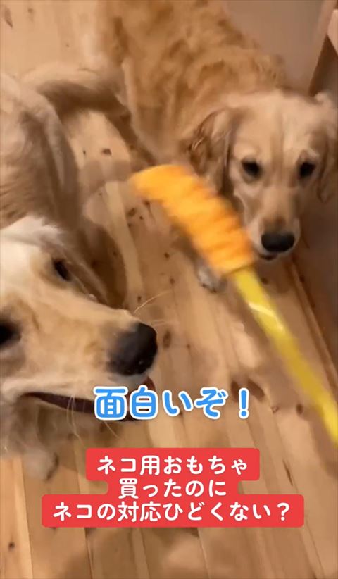 面白いぞテロップと犬