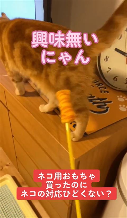 興味ないにゃんテロップ