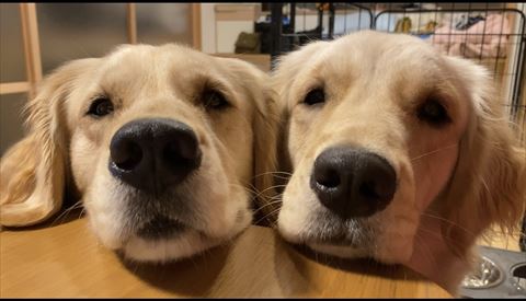 アゴ乗せワンコ2匹