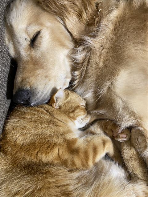 ワンコと猫寄り添って寝てる