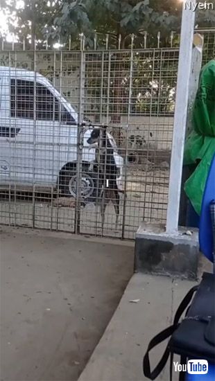 ドアの外にいるワンコ