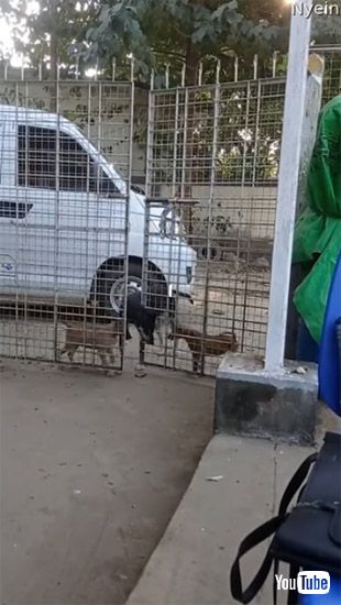 子犬たちを招き入れるワンコ