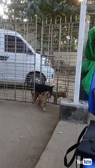 みんなと一緒に入るワンコ