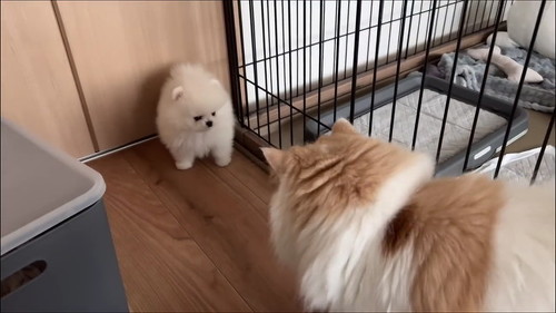 すみっこポテチ