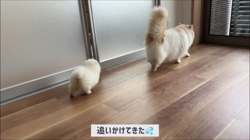 追いかけてきた