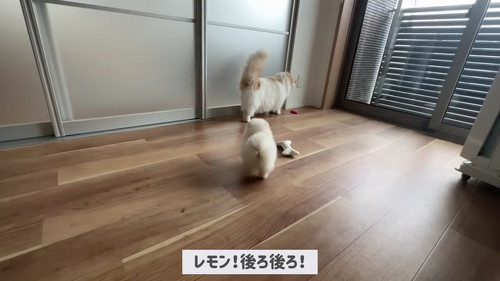 追いかける子犬