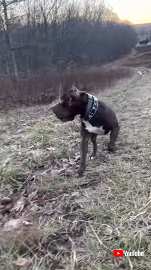 ピットブルテリアの横顔