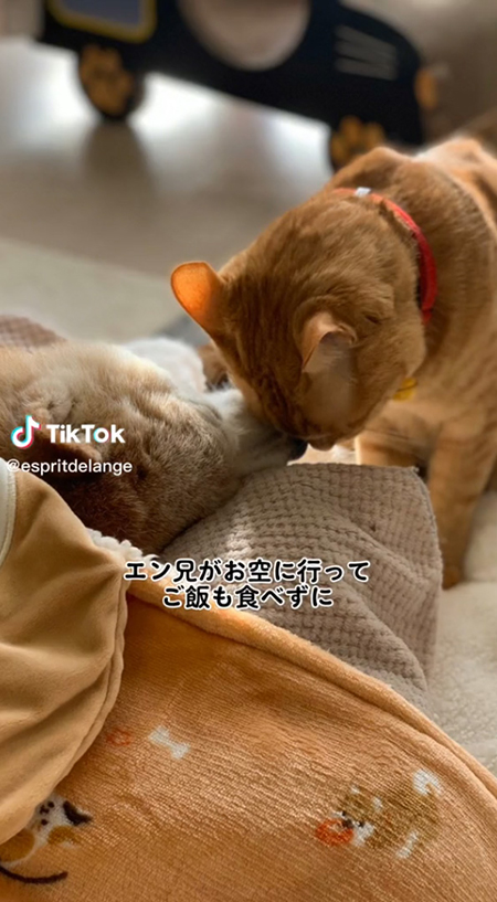 子猫と犬