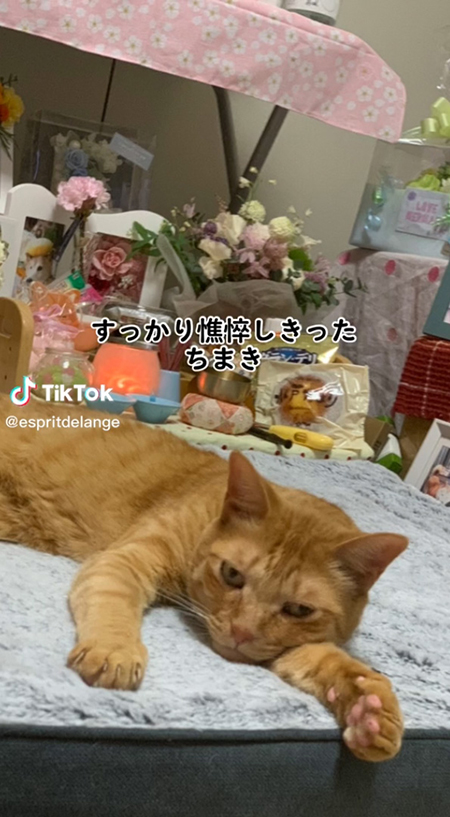 憔悴しきった猫