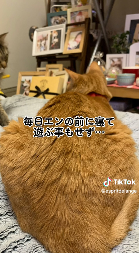 エンの前にいる猫