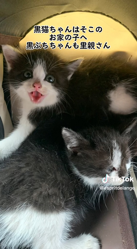 黒ぶちちゃんは