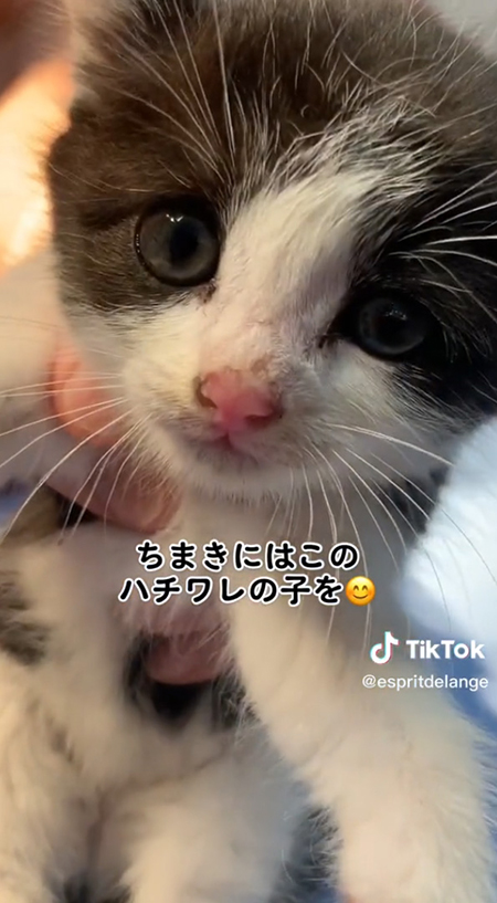 ハチワレの子を