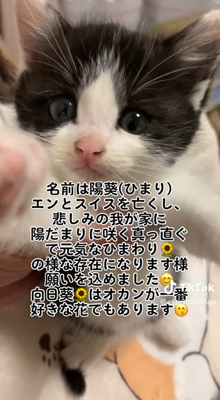 ひまりちゃん名前