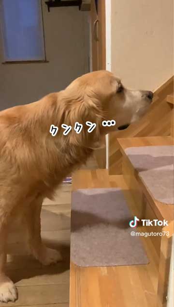 兄と再会するゴールデンレトリバー