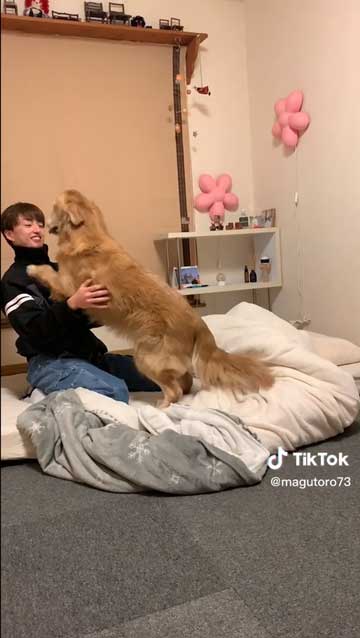 兄と再会するゴールデンレトリバー