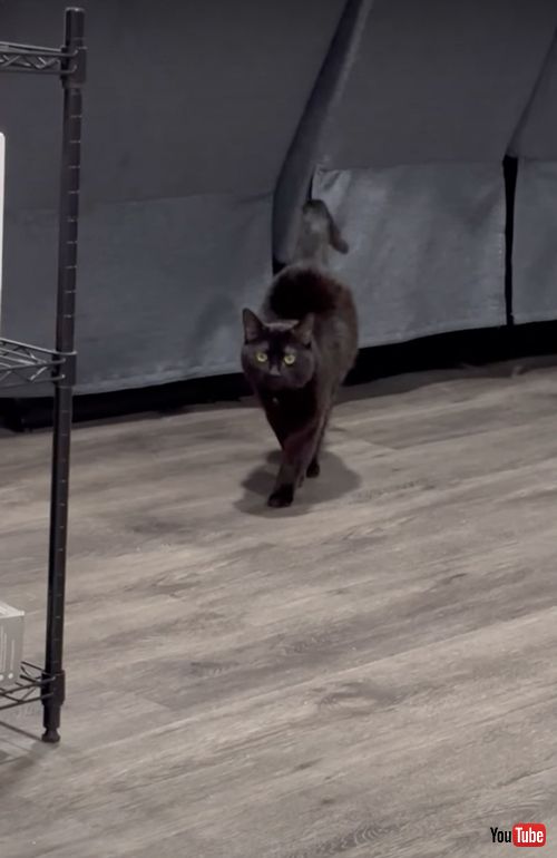 耳が聞こえない猫のお出迎え