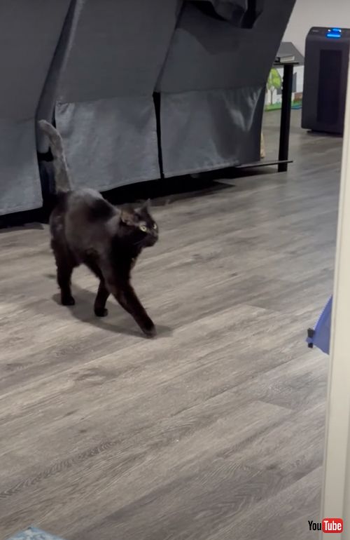 耳が聞こえない猫のお出迎え