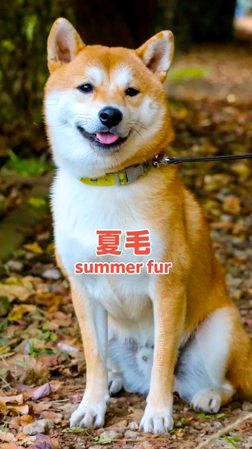 夏毛と冬毛のビフォーアフター