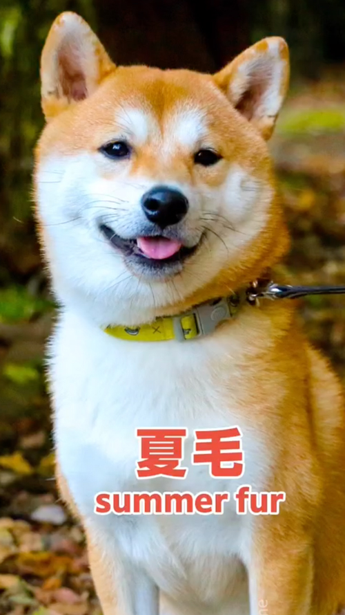 夏毛と冬毛のビフォーアフター