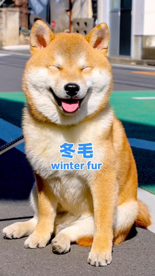 夏毛と冬毛のビフォーアフター