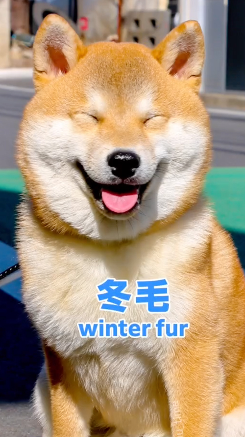 夏毛と冬毛のビフォーアフター