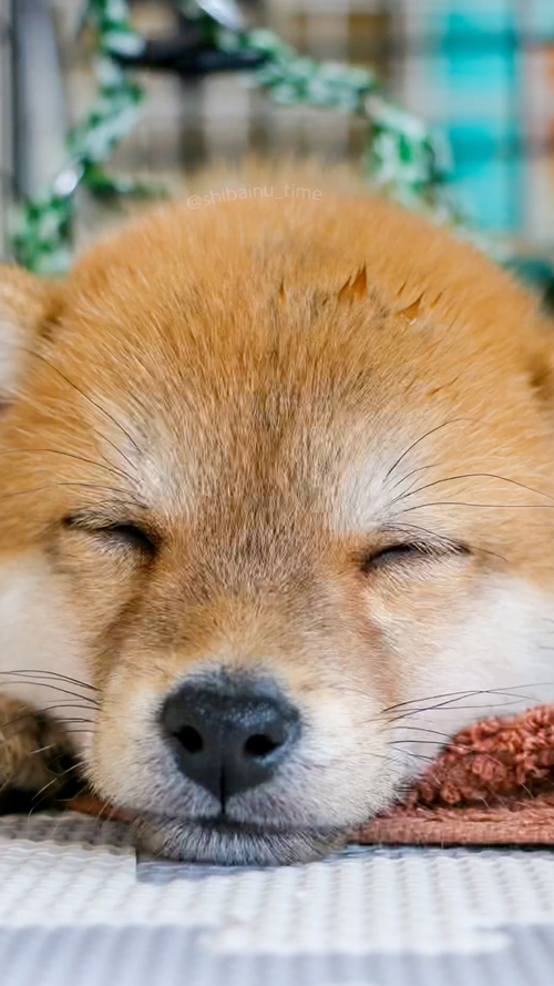 小さいころの柴犬