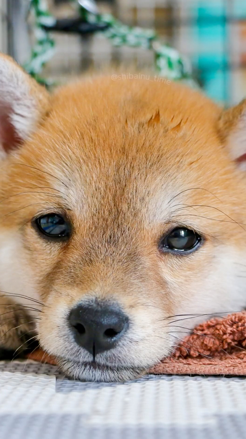 小さいころの柴犬