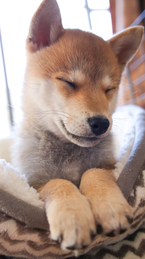 小さいころの柴犬