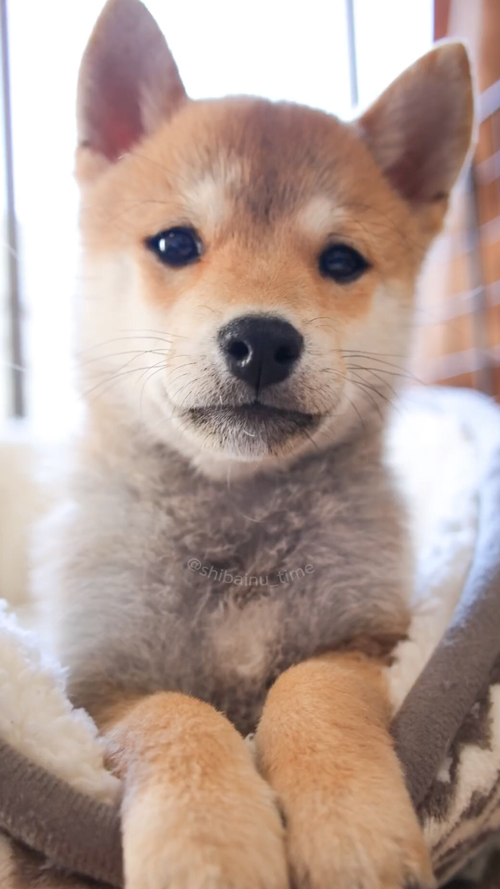 小さいころの柴犬