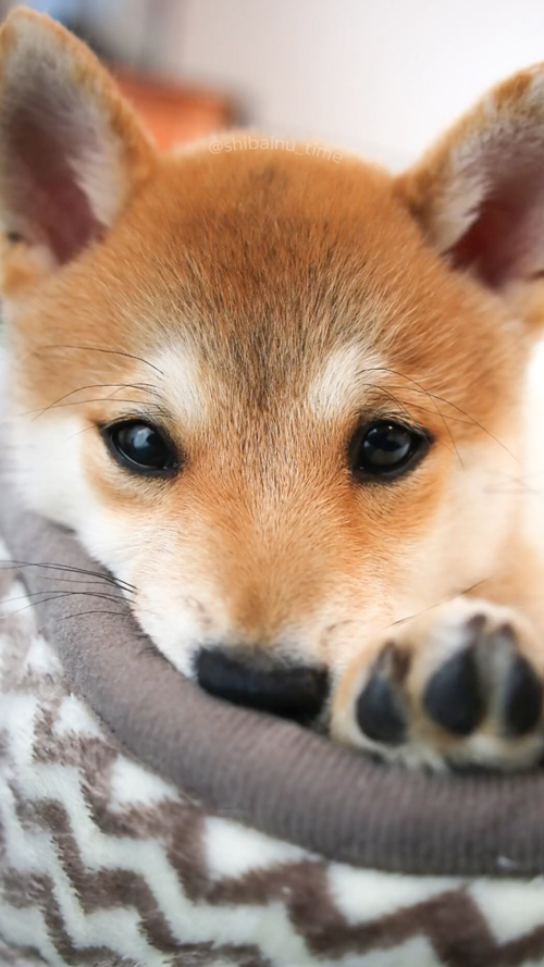 小さいころの柴犬